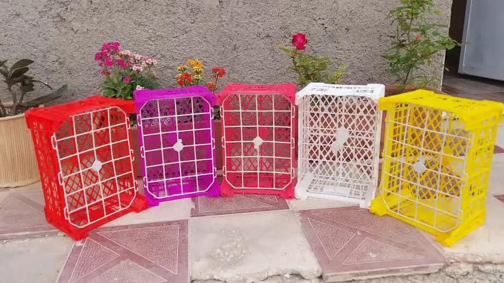 سبد میوه